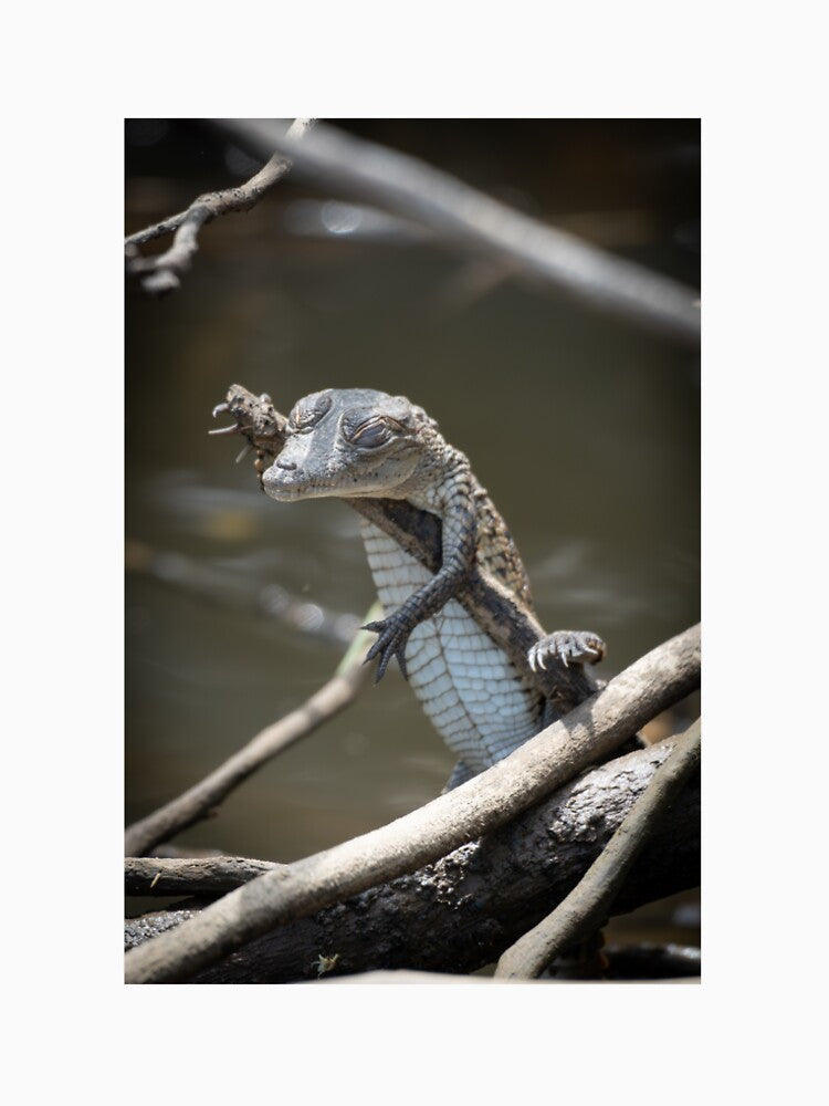 Baby Caiman Resting on Branch – Tropical Crocodile Wildlife Photography by WildFrameNature